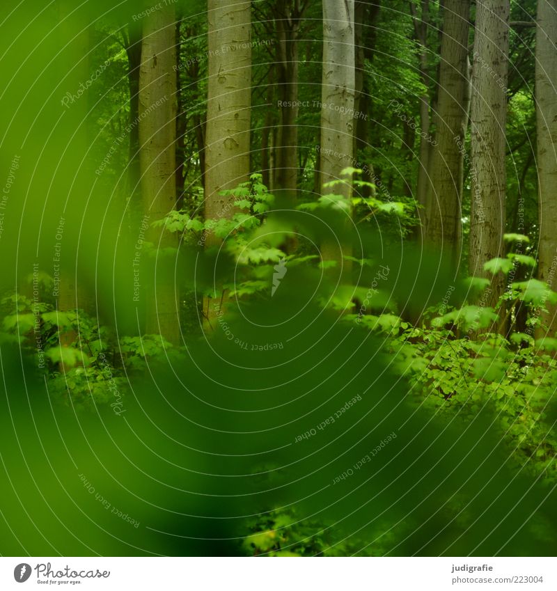 Wald Umwelt Natur Pflanze Baum Wachstum natürlich grün Buchenwald Baumstamm Blattgrün Farbfoto Außenaufnahme Menschenleer Tag Unschärfe verdeckt