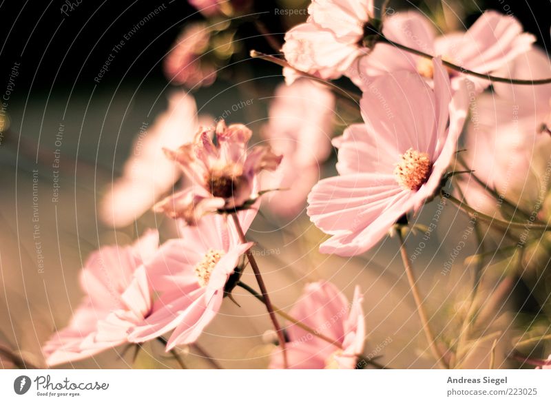 Rückblende Natur Pflanze Herbst Blume Blüte Blühend verblüht frisch hell Kitsch schön trocken rosa ästhetisch Duft Umwelt Vergänglichkeit Wandel & Veränderung