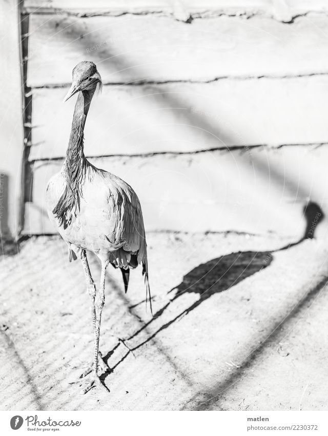 Schattenspiel Tier Vogel 1 stehen schwarz weiß Holzbrett Kranich Schwarzweißfoto Außenaufnahme Nahaufnahme Strukturen & Formen Menschenleer Textfreiraum links