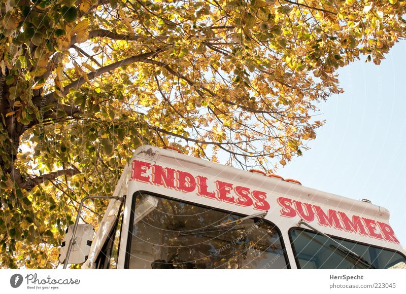 Endless Summer Sommer Herbst Baum Fahrzeug Eiswagen Schriftzeichen gelb rot weiß Herbstlaub Aufschrift Eisverkäufer Brooklyn Verkaufswagen Unendlichkeit