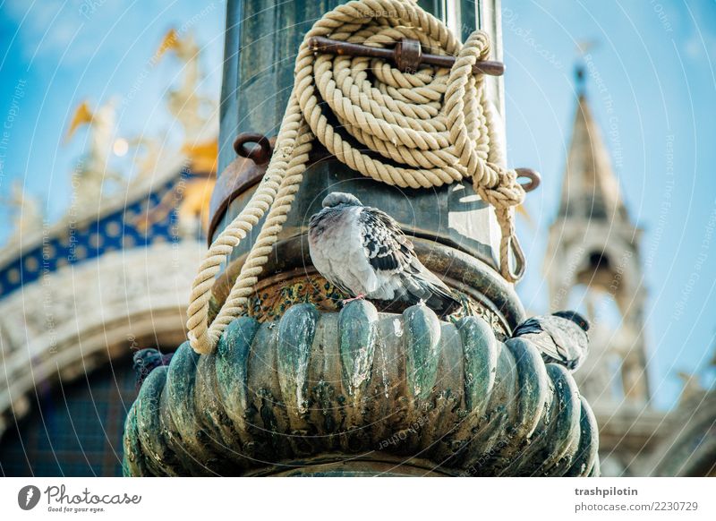 Taube Venedig Italien Tier Stadt Ferien & Urlaub & Reisen Kreuzfahrt Adria Seil Brennpunkt