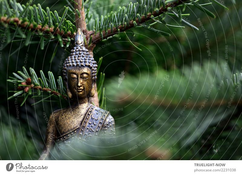 Goldene Buddha Skulptur vor Tannenzweigen Lifestyle Glück Wellness Leben harmonisch Wohlgefühl Zufriedenheit Sinnesorgane Erholung ruhig Meditation Bildung