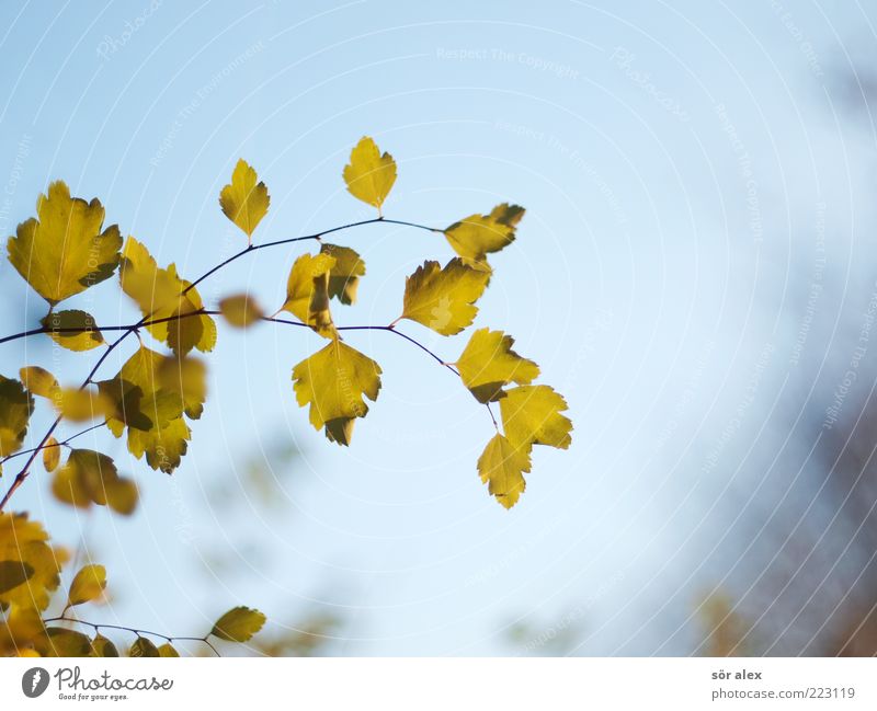 Herbstfoto Natur Himmel Wolkenloser Himmel Blatt Ast verblüht blau grün Hoffnung Sehnsucht Herbstlaub herbstlich filigran Oktober hängend Wandel & Veränderung