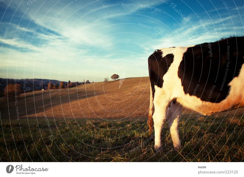 Kuhende Ruh Natur Tier Himmel Horizont Wiese Feld Nutztier 1 stehen authentisch Tierliebe Landleben Biologische Landwirtschaft biologisch Milchwirtschaft