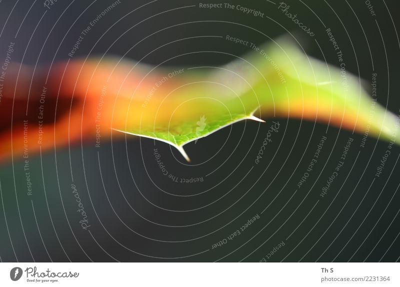 Blatt Natur Pflanze Sommer Herbst Winter Bewegung Blühend verblüht ästhetisch authentisch einfach elegant frisch natürlich grau grün orange weiß Gelassenheit