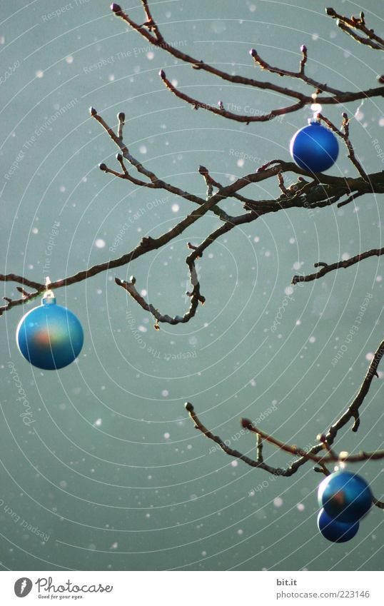 White Christmas II Winter Eis Frost Schnee Schneefall Baum kalt Kitsch verrückt trashig blau grün Stimmung Tradition Weihnachten & Advent Weihnachtsbaum