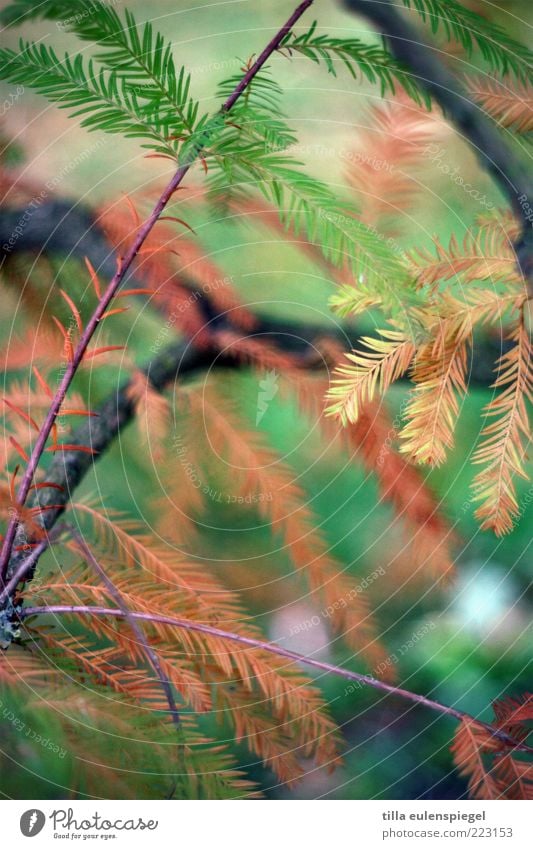 ,,, Natur Baum dehydrieren braun grün Umwelt Vergänglichkeit Nadelbaum Zweig Farbfoto Außenaufnahme Schwache Tiefenschärfe Nahaufnahme Menschenleer trocken
