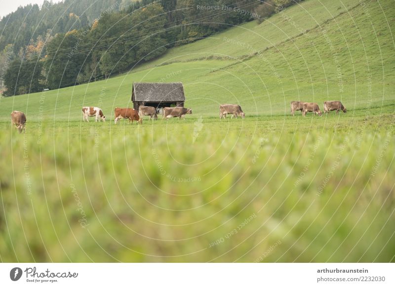 Kühe auf der Weide Lebensmittel Fleisch Ernährung Ferien & Urlaub & Reisen Tourismus Arbeit & Erwerbstätigkeit Beruf Landwirt Wirtschaft Landwirtschaft