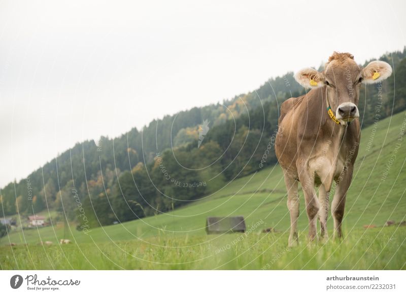 Kuh steht auf der Weide Lebensmittel Fleisch Ernährung Bioprodukte Gesunde Ernährung Ferien & Urlaub & Reisen Tourismus Landwirt Wirtschaft Landwirtschaft