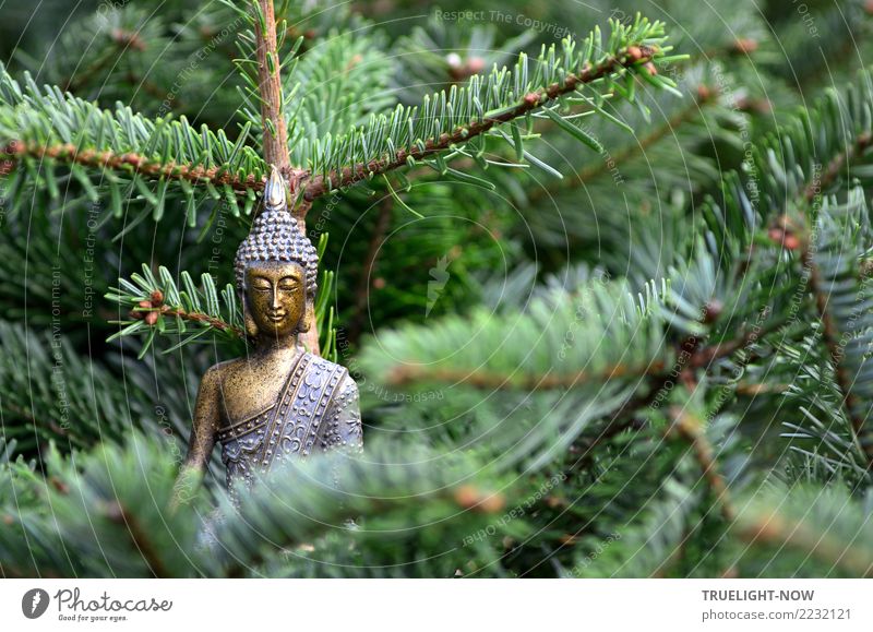 Goldener Buddha an grünen Tannenzweigen Wald atmen Erholung genießen Lächeln leuchten sitzen träumen einfach Glück seriös blau gold Vertrauen Sicherheit Liebe