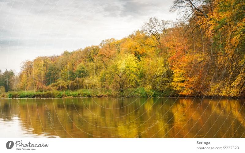 Goldener Herbst Umwelt Natur Landschaft Pflanze Tier Wasser Himmel Wolken Baum Sträucher Blatt Park Wald Teich See entdecken genießen Blick wandern Stimmung