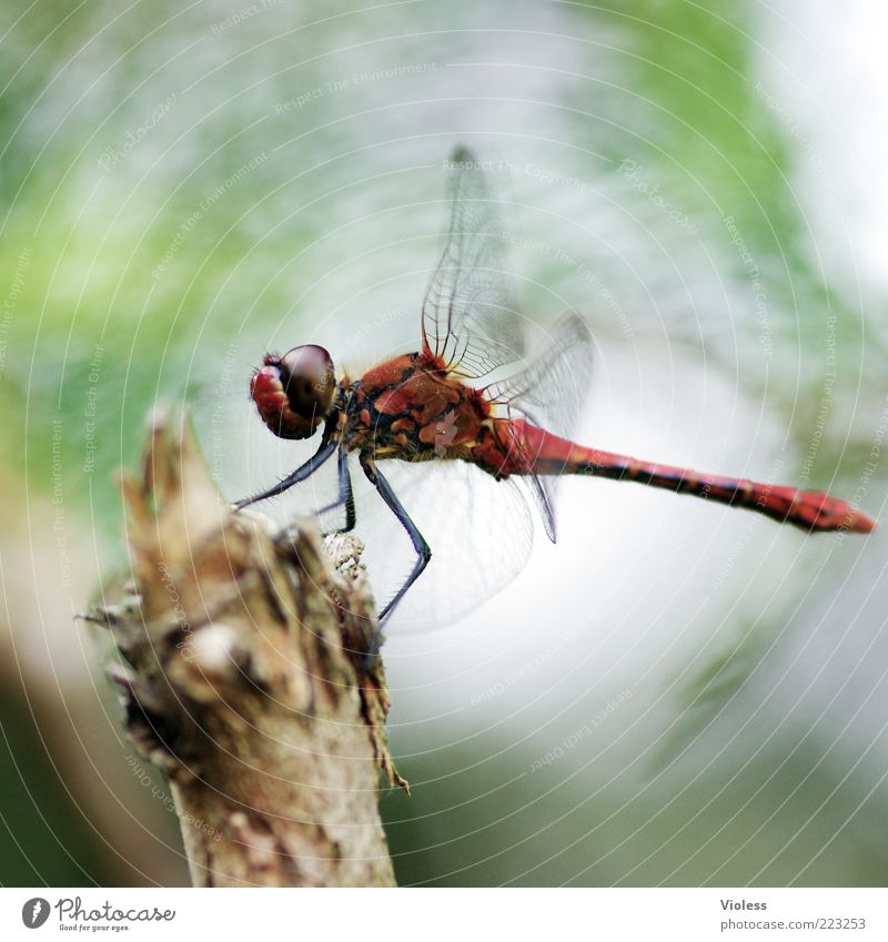 Roter Baron Natur Tier Sommer 1 rot Libelle Heidelibelle Farbfoto Makroaufnahme Unschärfe Ganzkörperaufnahme Flügel Tierporträt sitzen Holz Bewegungsunschärfe