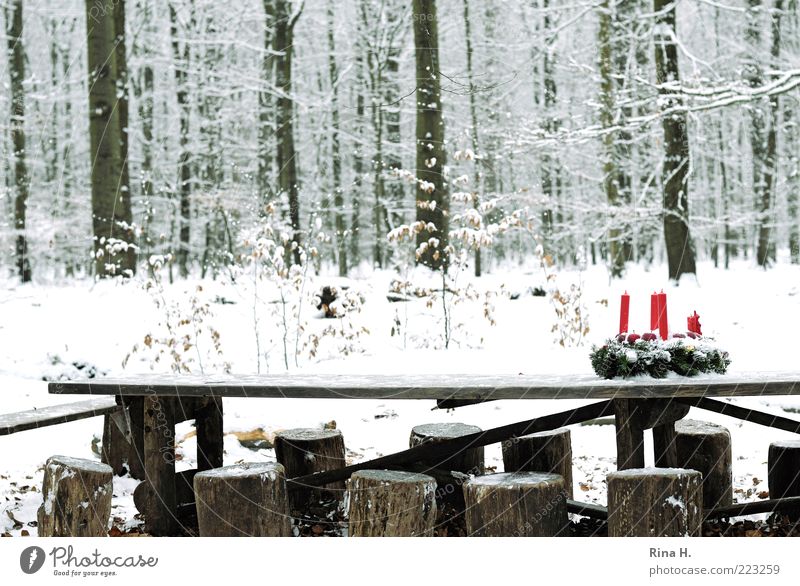 Advent bei den Sieben Zwergen Feste & Feiern Natur Landschaft Winter Baum Wald authentisch außergewöhnlich kalt bescheiden Schneefall Tisch Hocker Holz Farbfoto