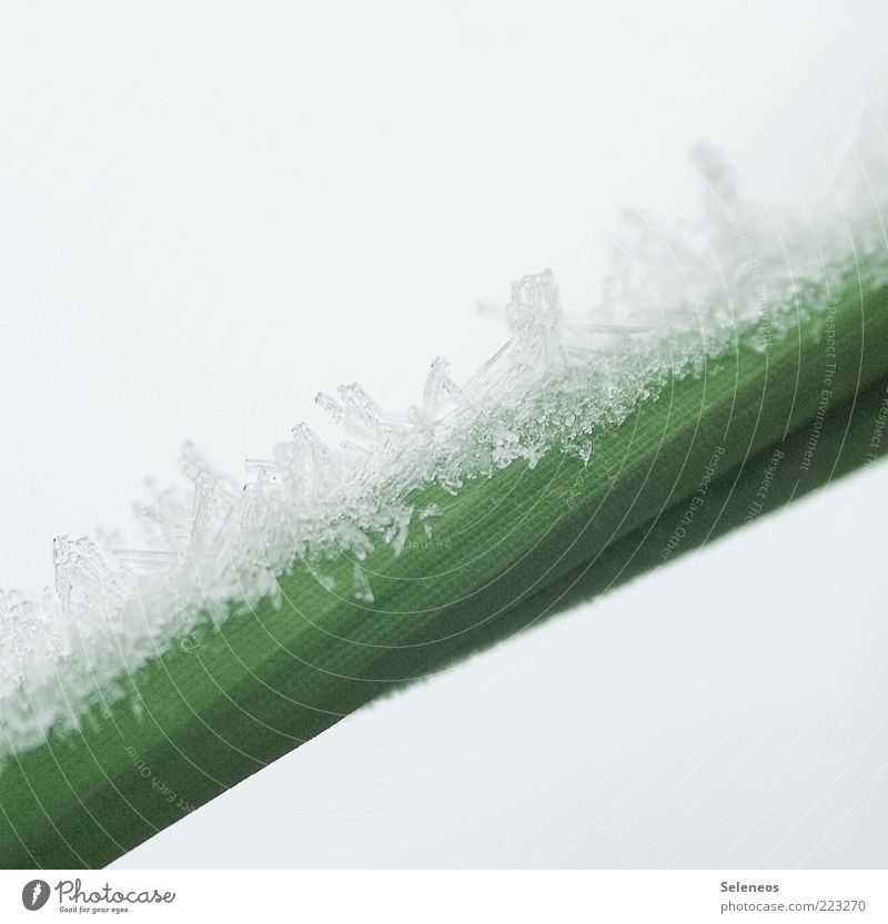 kristallklar Winter Schnee Umwelt Natur Pflanze Klima Wetter Eis Frost Gras frieren frisch kalt Eiskristall Farbfoto Außenaufnahme Textfreiraum oben