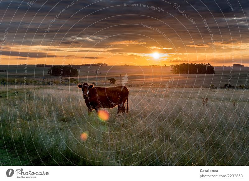 Rind in der Abendsonne Landschaft Pflanze Tier Himmel Gewitterwolken Horizont Klimawandel Baum Gras Eukalyptusbaum Wiese Feld Pampa Steppe Haustier Nutztier Kuh