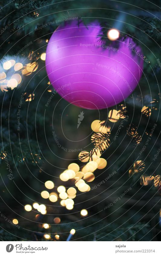 weihnachtskugel im lichtermeer hängen leuchten Christbaumkugel violett Weihnachtsbaum Lichterkette Farbfoto Außenaufnahme Kunstlicht Schwache Tiefenschärfe