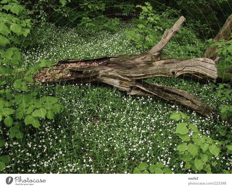Waldstück Umwelt Natur Pflanze Frühling Baum Blume Gras Sträucher Blatt Blüte Holz Blühend liegen dehydrieren Wachstum grün weiß ruhig Tod Idylle Verfall