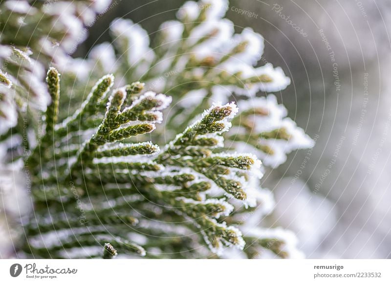 Frost auf Ästen Winter Schnee Natur Pflanze Wetter Baum Blatt Park Wald natürlich grün weiß Ast Großstadt kalt Kristalle Tanne Reif Eis eisig Jahreszeiten Holz