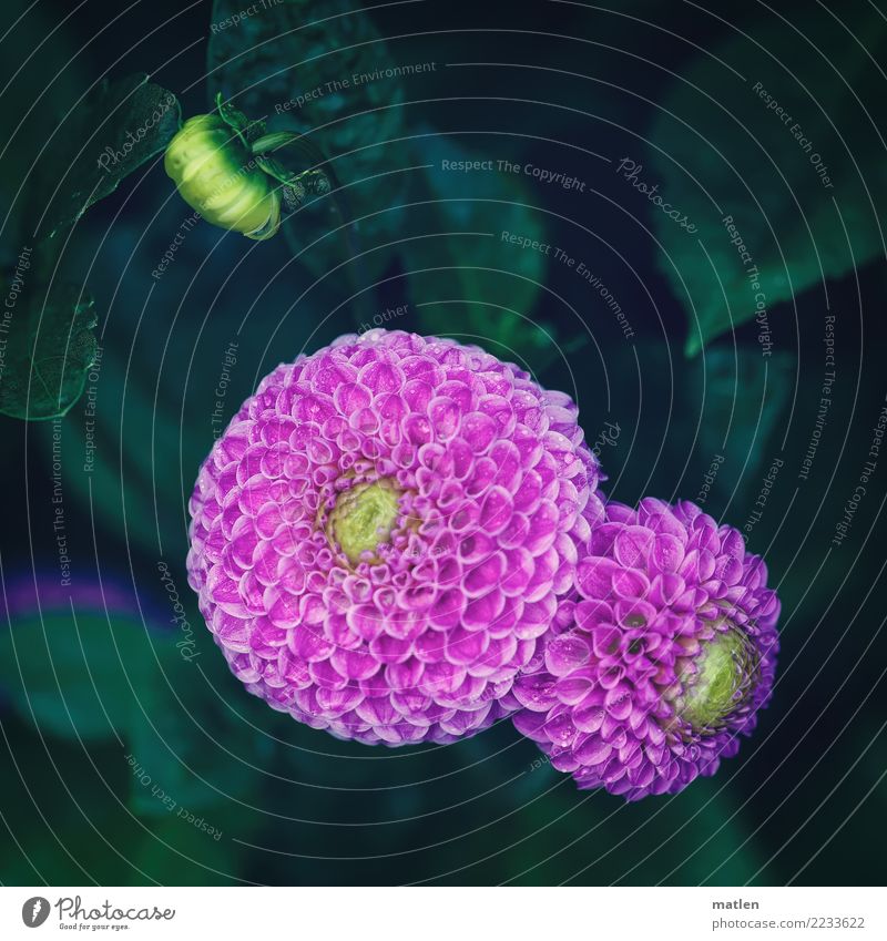 Kröse Pflanze Blume Blatt Blüte Garten gelb grün rosa Dahlien gefaltet Farbfoto Gedeckte Farben Außenaufnahme Muster Strukturen & Formen Menschenleer
