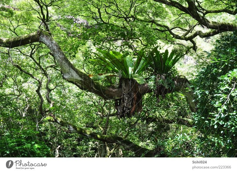 Schmarotzerpflanze sitzt auf waagerechtem Ast im Urwald Expedition Natur Pflanze Urelemente Sommer Baum Farn Grünpflanze exotisch Hawaii Oahu Wachstum nass grün