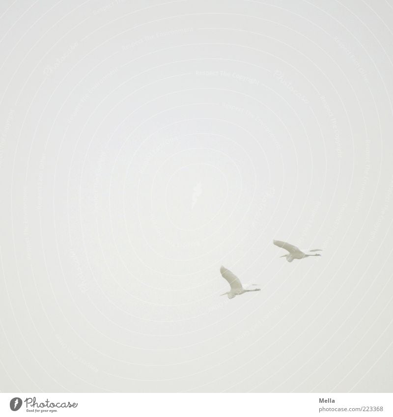 Reise Luft Himmel Nebel Tier Vogel Reiher Silberreiher 2 fliegen frei Zusammensein natürlich grau weiß elegant Freiheit Natur Umwelt Tierpaar paarweise Farbfoto