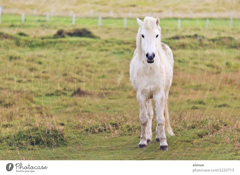schimmeliger isländer Weide Pferd Isländer Island Ponys Fell Fellfarbe Schimmel Kleinpferd beobachten Kommunizieren stehen weiß Glück Zufriedenheit Lebensfreude