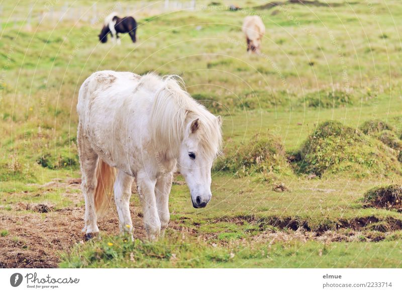 Isländer Pferd Island Ponys Schimmel Fellfarbe Fressen gehen elegant frei schön weiß Glück Zufriedenheit Lebensfreude Tierliebe Romantik Gelassenheit Fernweh