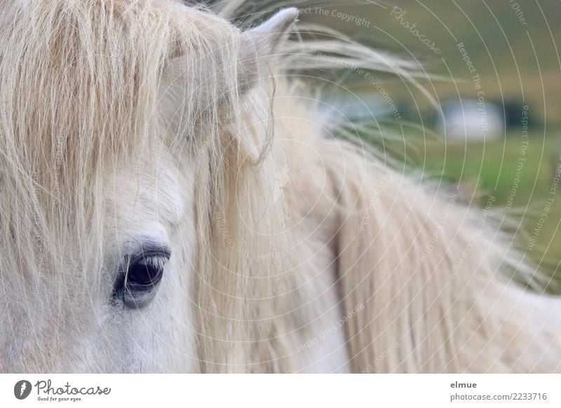 1 PS, schimmelig Pferd Isländer Island Ponys Schimmel Mähne Auge Fellfarbe beobachten Kommunizieren Blick ästhetisch elegant nah Neugier weiß Zufriedenheit