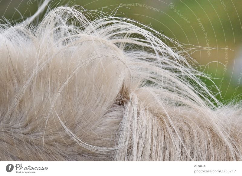1 PS, verwuselt weißhaarig Pferd Fell Island Ponys Mähne Schimmel Rosshaar authentisch trendy schön einzigartig natürlich Sauberkeit Tierliebe Romantik