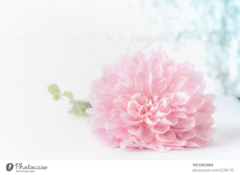 Blass rosa Blume Stil Design Veranstaltung Feste & Feiern Valentinstag Muttertag Hochzeit Geburtstag Natur Pflanze Rose Blatt Blüte Dekoration & Verzierung