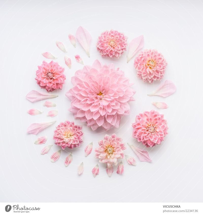 Runde blass rosa Blümen Komposition Stil Design Feste & Feiern Valentinstag Muttertag Hochzeit Geburtstag Natur Pflanze Blume Rose Blüte Dekoration & Verzierung