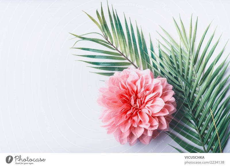 Tropishe Blätter mit rosa Blume Stil Design Schreibtisch Natur Pflanze Blatt Blüte Mode Dekoration & Verzierung Blumenstrauß Hintergrundbild Entwurf