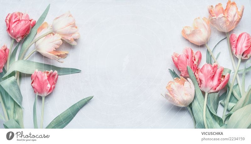 Tulpenbündel für Frühlingfeste, Pastellfarbe elegant Stil Design Veranstaltung Feste & Feiern Valentinstag Muttertag Hochzeit Geburtstag Natur Pflanze Blume