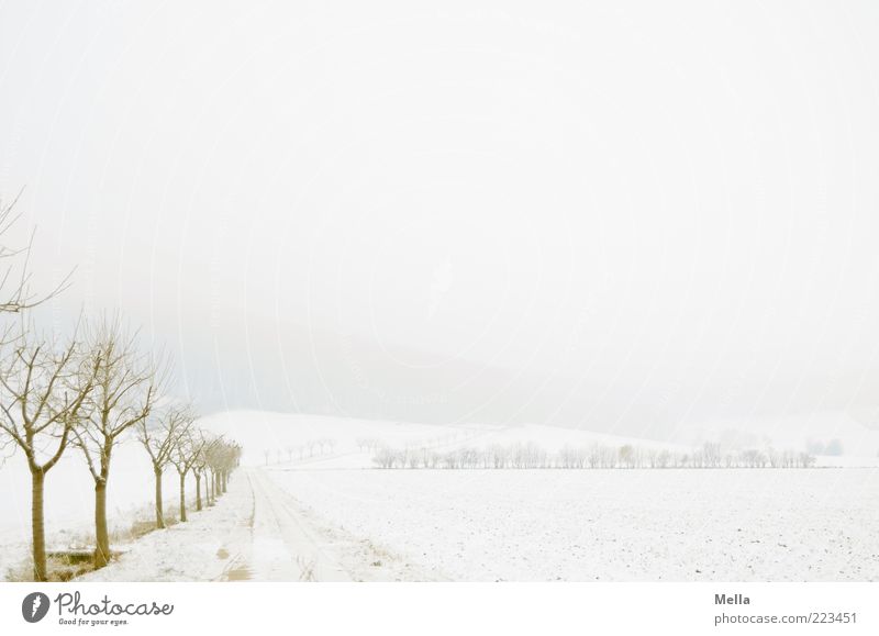 Dem Winter entgegen Umwelt Natur Landschaft Klima Wetter Eis Frost Schnee Pflanze Baum Feld kalt natürlich weiß Einsamkeit Wege & Pfade Fußweg Farbfoto