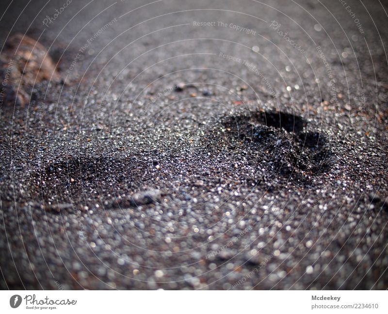 Spuren im Sand I Umwelt Natur Sommer Seeufer Strand ästhetisch authentisch außergewöhnlich Unendlichkeit einzigartig klein natürlich braun grau schwarz weiß