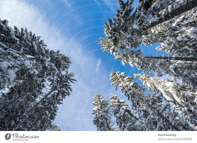 Baumwipfel im Winter Landschaft Wald blau weiß Perspektive Jahreszeiten Querformat Schnee Tannenbaum Schneelandschaft himmel klt Schwarzwald Farbfoto