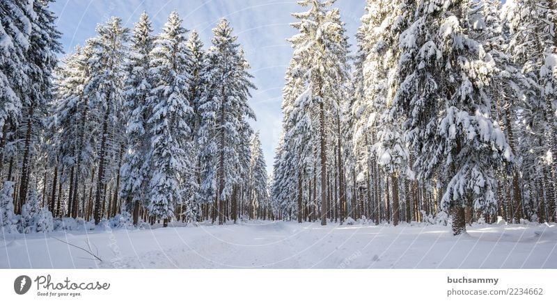 Hochschwarzwald im Winetr Winter Landschaft Baum Wald blau weiß Jahreszeiten Panorama Querformat Schnee Tannenbäume Schneelandschaft himmel klt Schwarzwald