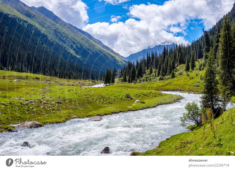 Schönes Tal von Altyn Arashan, Kirgisistan Ferien & Urlaub & Reisen Tourismus Abenteuer Sommer Berge u. Gebirge wandern Natur Landschaft Tier Gras Park Wiese