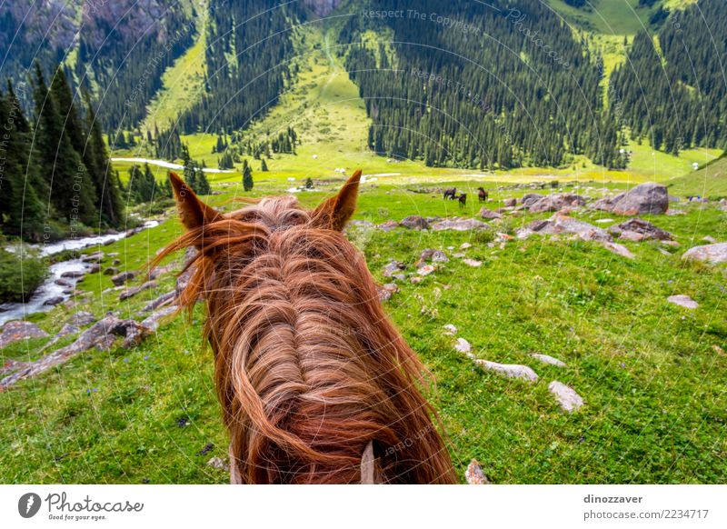 Ansicht über Tal vom Pferd zurück, Kirgisistan Lifestyle Freizeit & Hobby Ferien & Urlaub & Reisen Sommer Berge u. Gebirge Sport Natur Landschaft Tier Gras Park