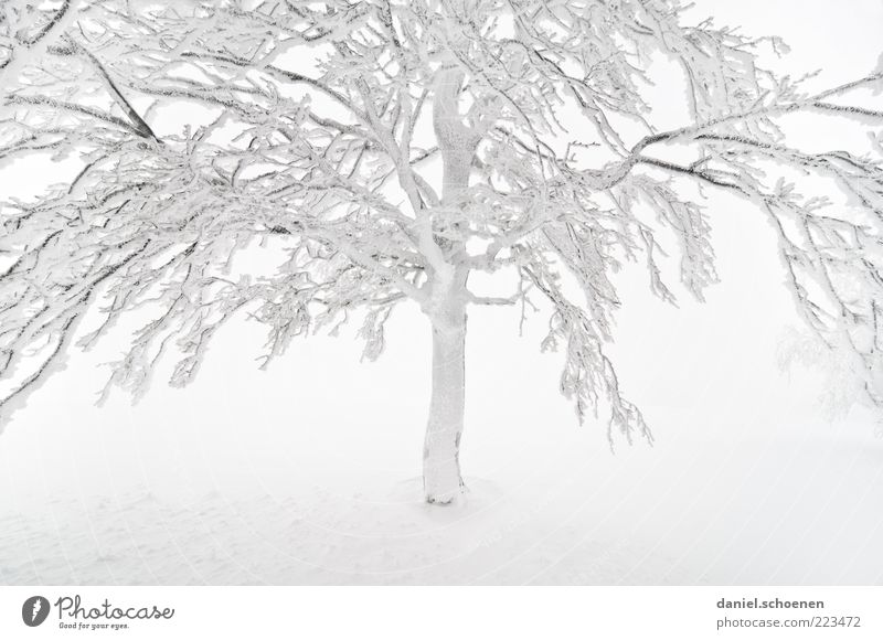 jetzt geht der Winter erst richtig los !! Schnee Klima Wetter Nebel Eis Frost Baum hell weiß Ast Schwarzwald Buche Gedeckte Farben High Key Zweige u. Äste