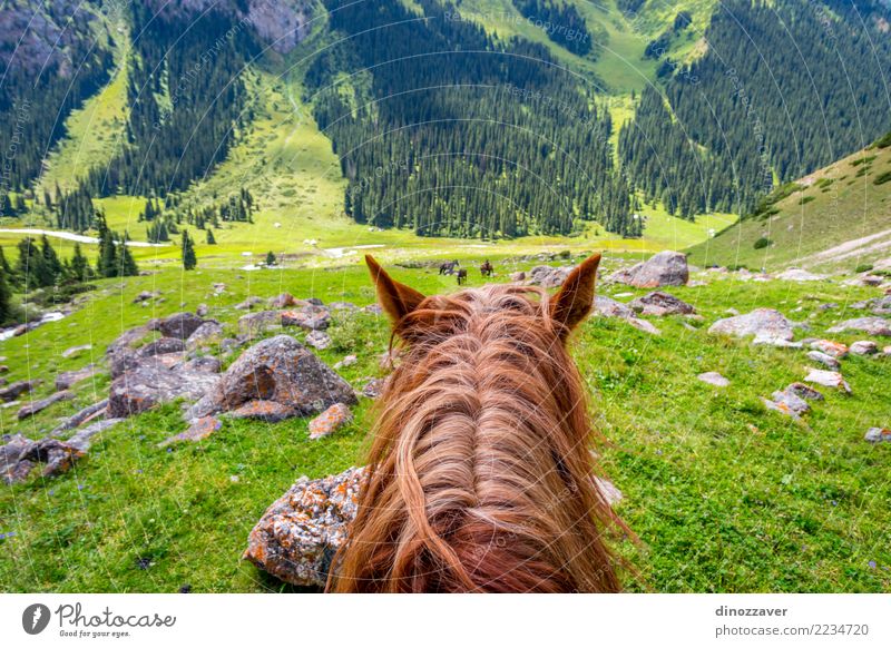 Ansicht zum steilen Weg vom Pferd zurück, Kirgisistan Lifestyle Freizeit & Hobby Ferien & Urlaub & Reisen Sommer Berge u. Gebirge Sport Natur Landschaft Tier