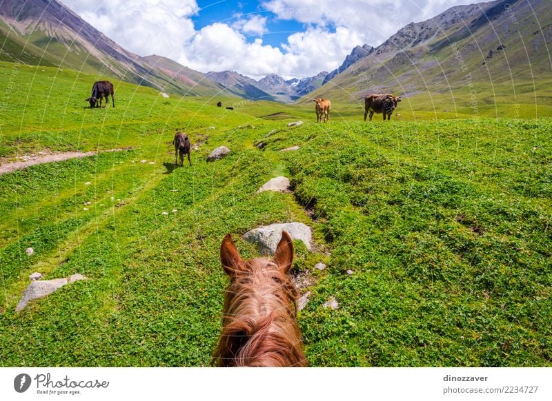 Ansicht über Tal vom Pferd zurück, Kirgisistan Lifestyle Erholung Ferien & Urlaub & Reisen Sommer Berge u. Gebirge Sport Natur Landschaft Tier Gras Park Wiese
