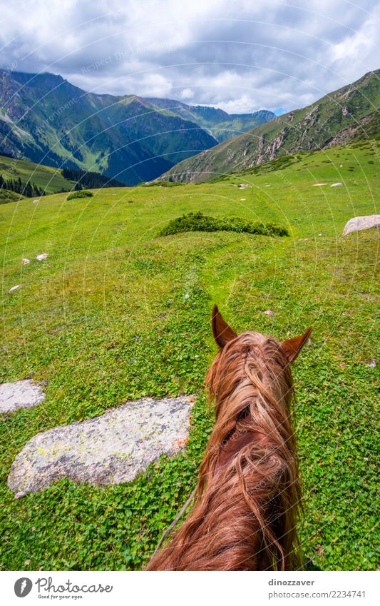 Ansicht über Tal vom Pferd zurück, Kirgisistan Lifestyle Erholung Freizeit & Hobby Ferien & Urlaub & Reisen Sommer Berge u. Gebirge Sport Natur Landschaft Tier