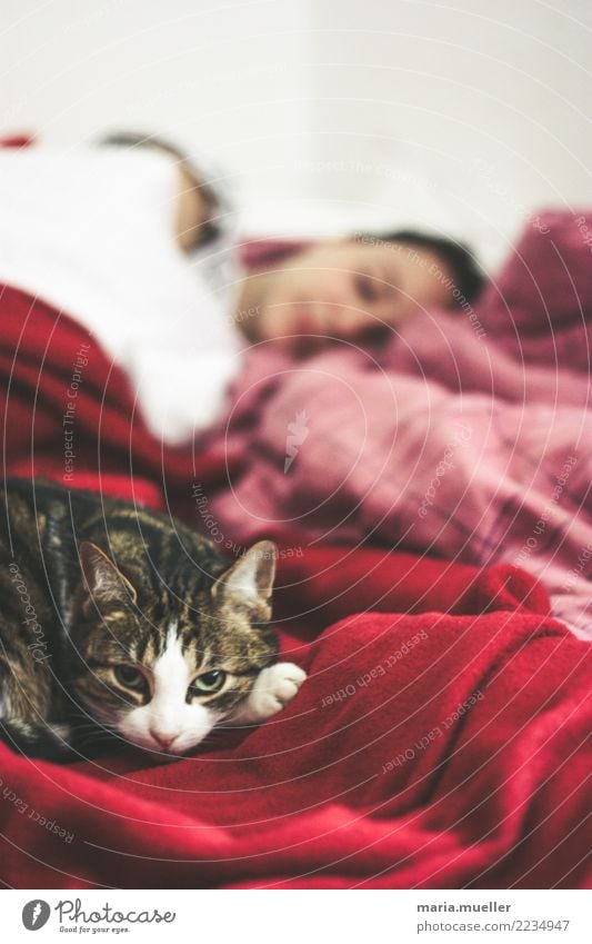 Siesta feminin Frau Erwachsene 1 Mensch 18-30 Jahre Jugendliche Tier Haustier Katze Tiergesicht Denken genießen schlafen träumen wandern Häusliches Leben