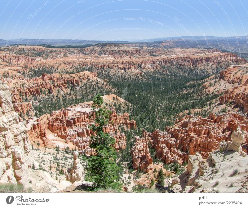 Bryce Canyon National Park Tourismus Natur Sand Baum Felsen Stein braun rot Utah usa Nationalpark Hoodoos Gesteinsformationen Erosion bryce canyon verwittert