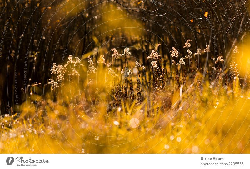 Herbstleuchten - Goldrute (Solidago) harmonisch Wohlgefühl Erholung ruhig Meditation Natur Landschaft Pflanze Winter Blume Blüte Kanadische Goldrute Samen