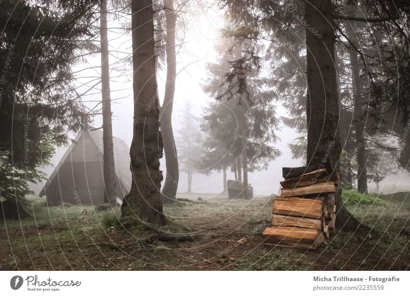 Waldhütte im Nebel Ferien & Urlaub & Reisen Camping Sonne Umwelt Natur Landschaft Sonnenlicht Herbst Pflanze Baum Gras Wildpflanze Holz Erholung gruselig
