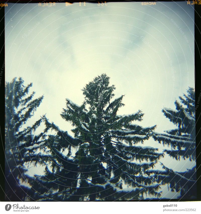 Weihnachtsbaum Umwelt Natur Himmel Wolken Winter Schnee Baum Holz alt Wachstum groß oben Spitze blau grau grün weiß ruhig Freiheit Symmetrie Zusammenhalt