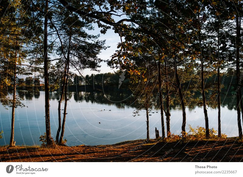 Slovakia Umwelt Landschaft Wetter Wald See Holz authentisch natürlich trocken braun gelb gold Herbst Baum Slowakische Republik Idylle Wasser Küste Abendsonne