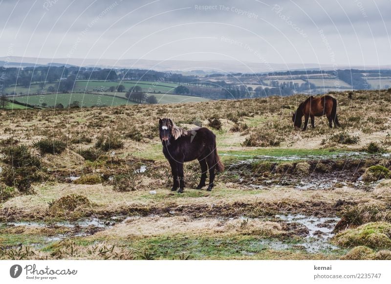 Dartmoor Pony Erholung ruhig Freizeit & Hobby Ferien & Urlaub & Reisen Ausflug Abenteuer Ferne Freiheit Umwelt Natur Landschaft Tier Himmel Wolken